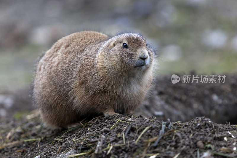 黑尾草原犬(Cynomys ludocianus)